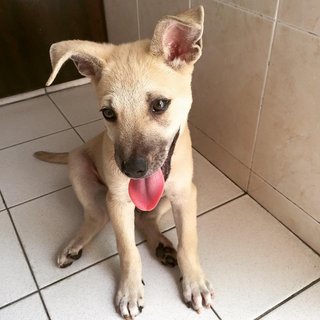 Bobby - Mixed Breed Dog