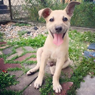 Bobby - Mixed Breed Dog