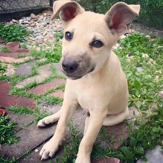 Bobby - Mixed Breed Dog