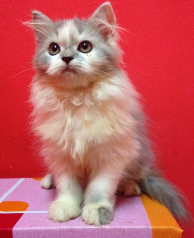 Mix Breed Persian. - Domestic Long Hair Cat