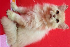 Mix Breed Persian. - Domestic Long Hair Cat