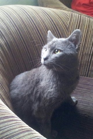 Rais - Chartreux Cat