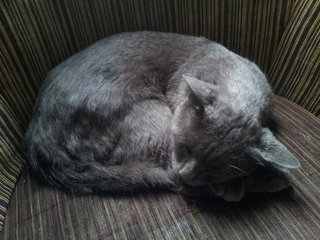 Rais - Chartreux Cat