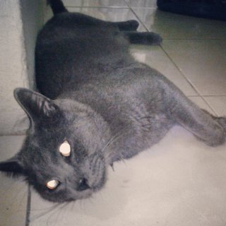 Rais - Chartreux Cat