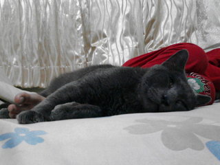 Rais - Chartreux Cat