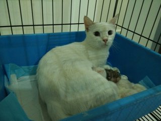 2015 May 16 : Blue-eyed white mama + kittens