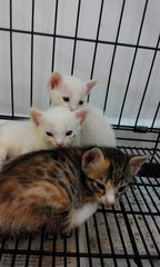 2015 June 3 1935 hrs : 3 of 4 baby cats @ boarding