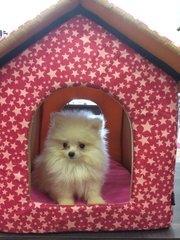 Pomeranian(Cream) - Pomeranian Dog