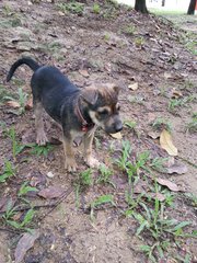 Puppy - Mixed Breed Dog