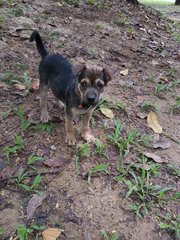 Puppy - Mixed Breed Dog