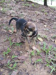 Puppy - Mixed Breed Dog