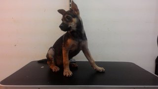 Puppy - Mixed Breed Dog