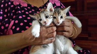 Mixed Coloured Kittens - Oriental Short Hair Cat