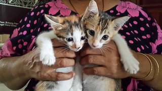 Mixed Coloured Kittens - Oriental Short Hair Cat