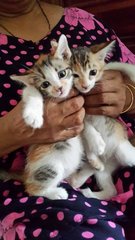 Mixed Coloured Kittens - Oriental Short Hair Cat