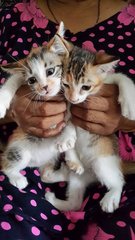 Mixed Coloured Kittens - Oriental Short Hair Cat