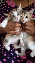 Mixed Coloured Kittens - Oriental Short Hair Cat