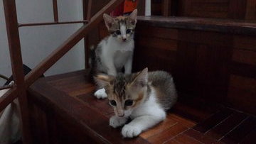 Mixed Coloured Kittens - Oriental Short Hair Cat