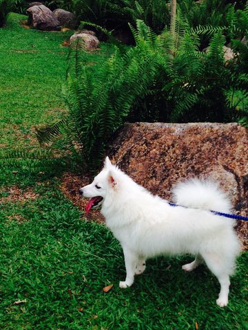 Japanese Spitz  - Spitz Dog