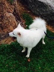 Japanese Spitz  - Spitz Dog