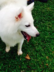 Japanese Spitz  - Spitz Dog