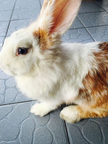 Tuff - Lionhead + New Zealand Rabbit