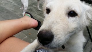 Yoda - Golden Retriever Mix Dog