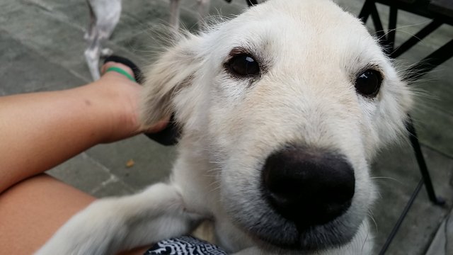 Yoda - Golden Retriever Mix Dog