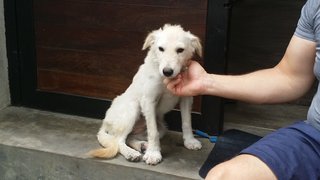 Yoda - Golden Retriever Mix Dog