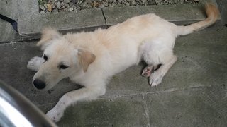 Yoda - Golden Retriever Mix Dog