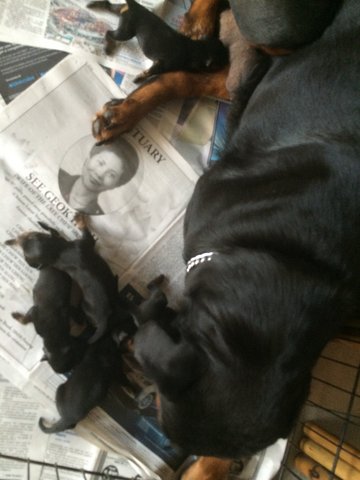 Roxy's Rottweiler Puppies - Rottweiler Dog