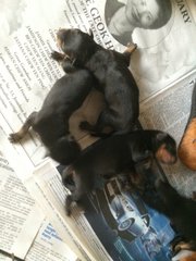 Roxy's Rottweiler Puppies - Rottweiler Dog