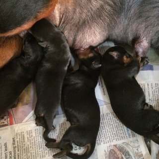 Roxy's Rottweiler Puppies - Rottweiler Dog