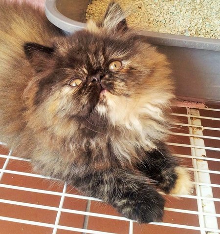 Cocoa - Persian Cat