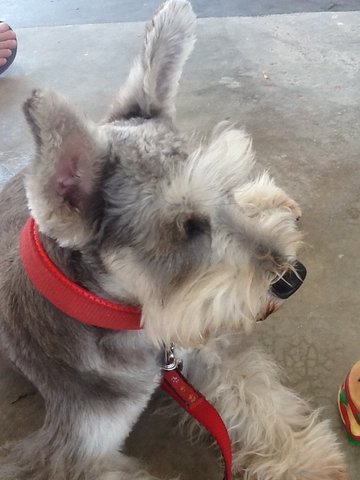 Whisky - Schnauzer Dog