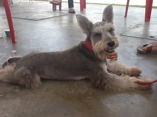 Whisky - Schnauzer Dog