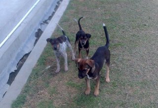 7 Puppies  - Mixed Breed Dog