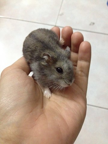 Baby Hamster - Roborovsky's Hamster Hamster