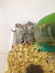 Baby Hamster - Roborovsky's Hamster Hamster