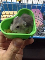 Baby Hamster - Roborovsky's Hamster Hamster