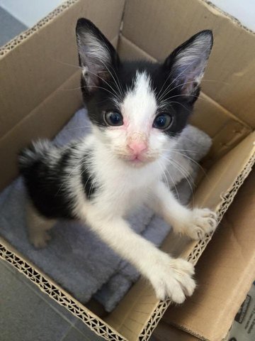 Batman The Super Kitten - Tuxedo + Ragdoll Cat