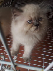 Baby Sandy - Persian + Ragdoll Cat