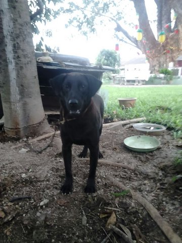 Black Female - Mixed Breed Dog