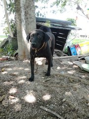 Black Female - Mixed Breed Dog