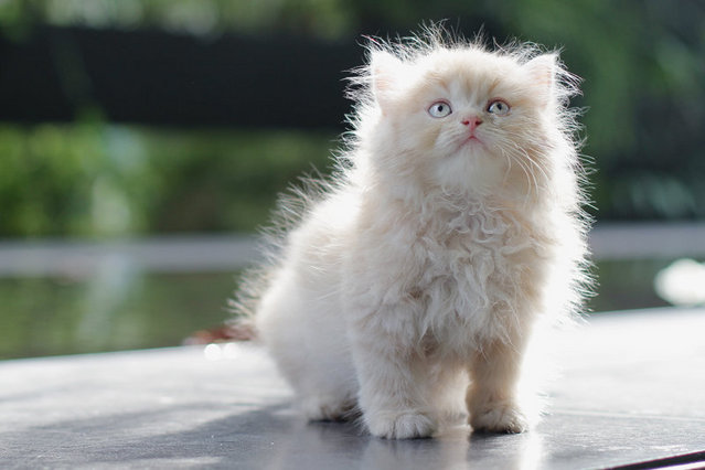Jiraiya - Persian Cat