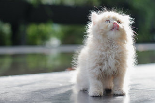 Jiraiya - Persian Cat