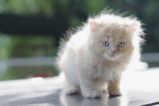 Jiraiya - Persian Cat