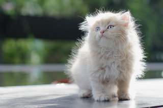 Jiraiya - Persian Cat