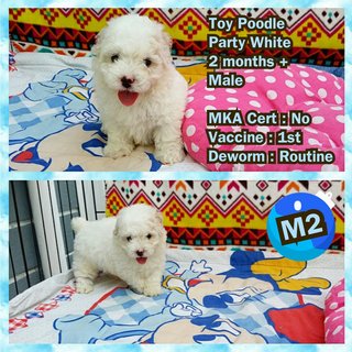 Quality Toy Poodle - Poodle Dog