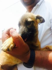 Small Sized Pups - Mixed Breed Dog